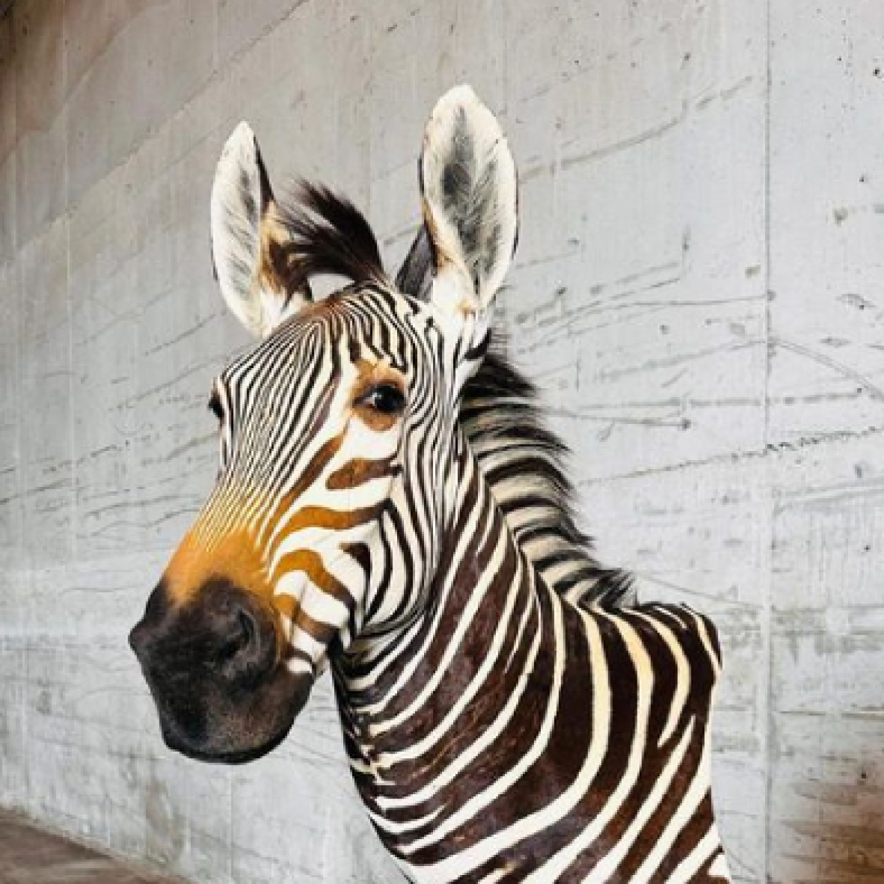 Trabzon'da ele geçirildi! Canlıdan farksız