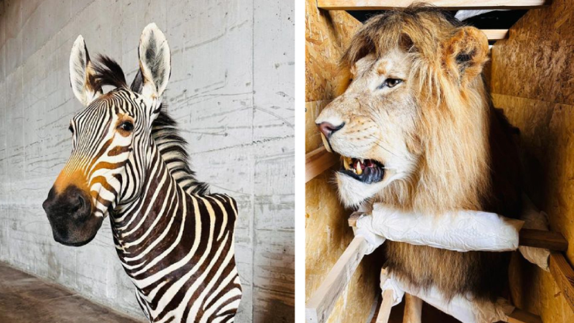 Trabzon'da ele geçirildi! Canlıdan farksız