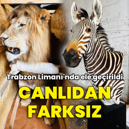 Trabzon'da ele geçirildi! Canlıdan farksız