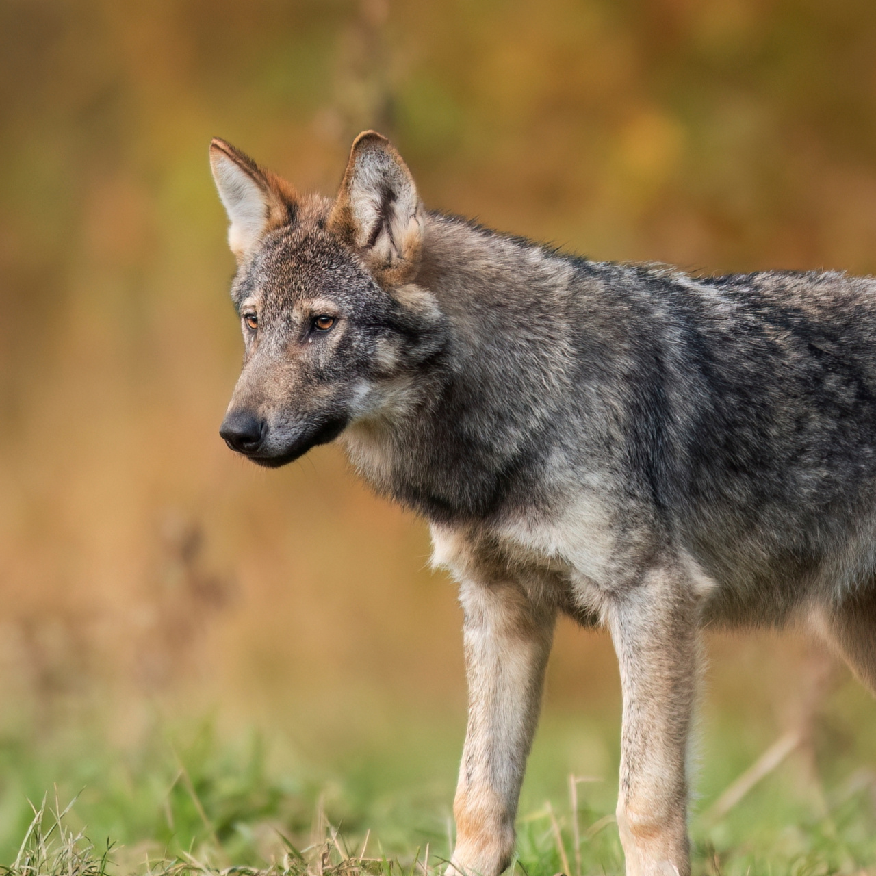En eski köpek DNA'sı Anadolu'da bulundu