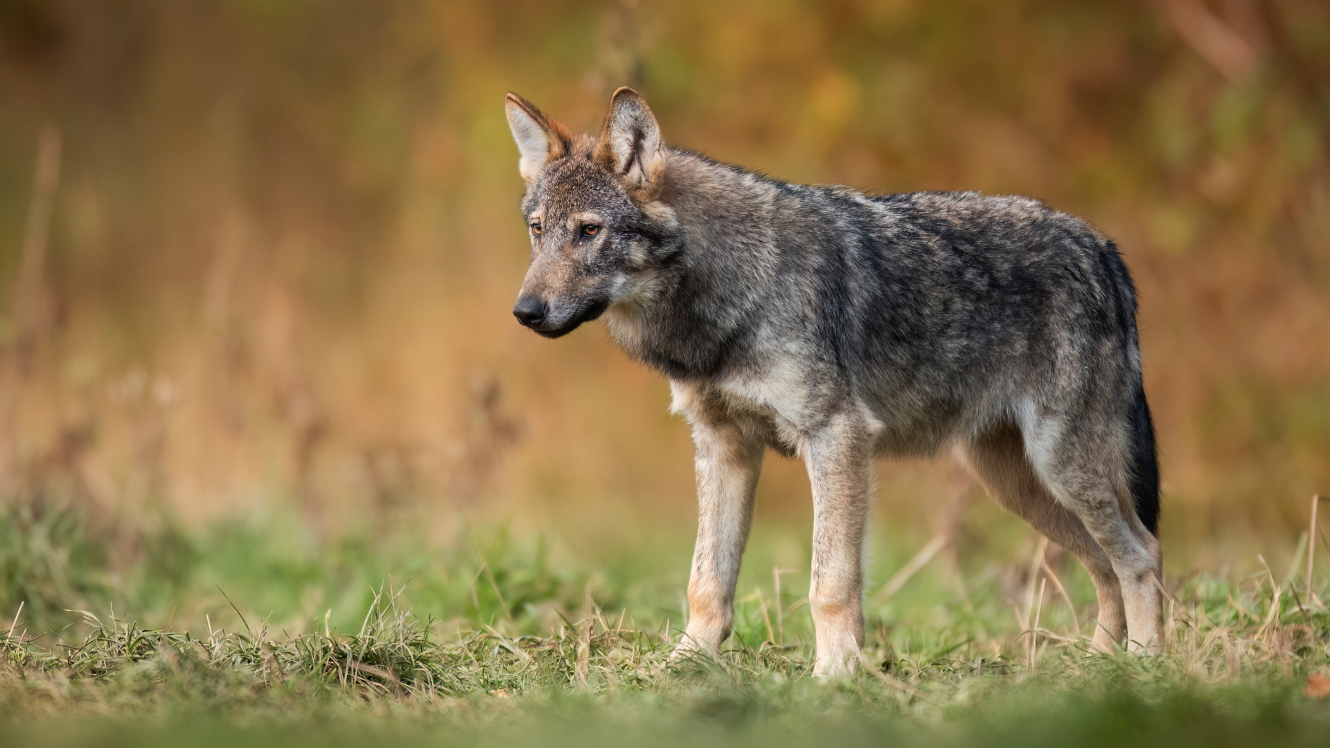 En eski köpek DNA'sı Anadolu'da bulundu