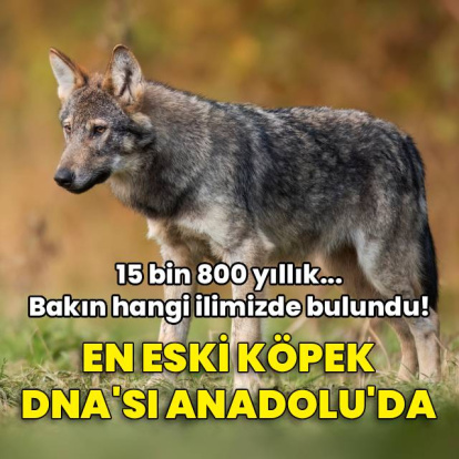 En eski köpek DNA'sı Anadolu'da bulundu