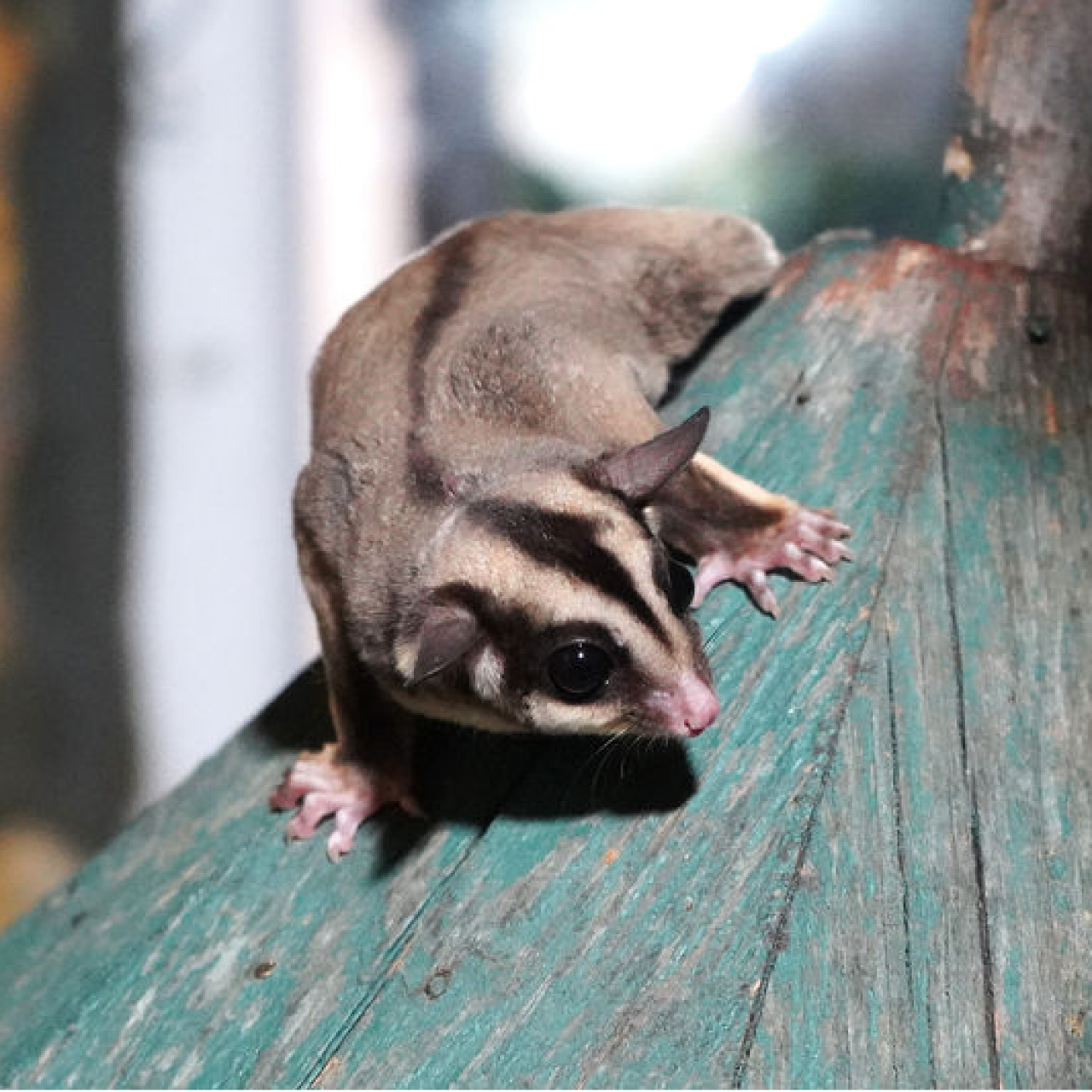Kaçak bakılan 33 'uçan sincap' rehabilitasyona alındı