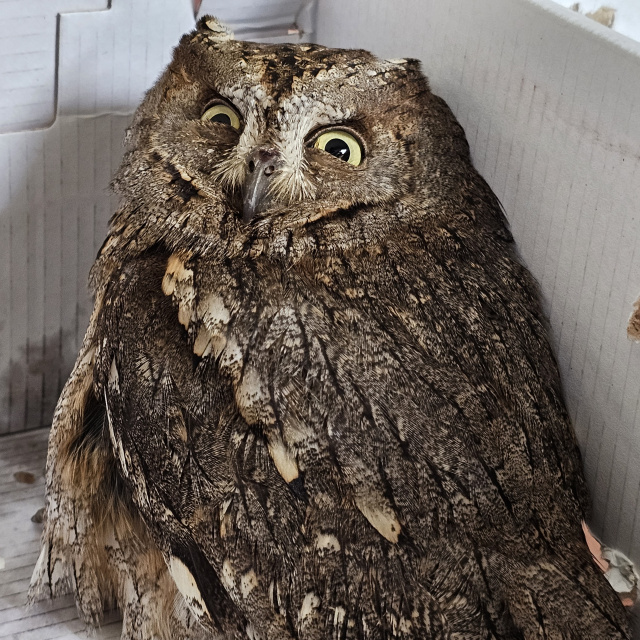 14 yaşındaki Berk, yaralı İshak kuşunu yaşama bağladı