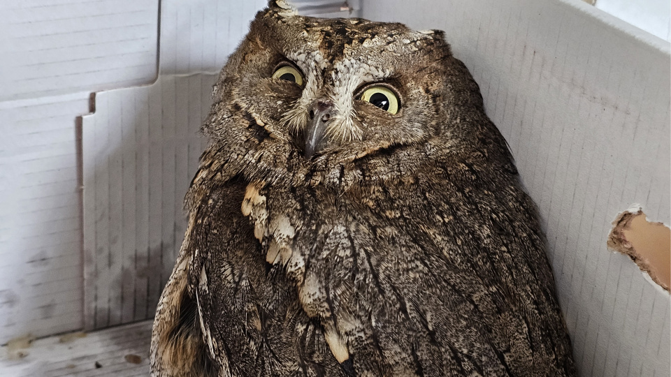 14 yaşındaki Berk, yaralı İshak kuşunu yaşama bağladı