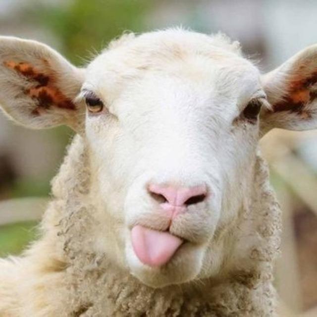 Kurban Bayramı tarihleri