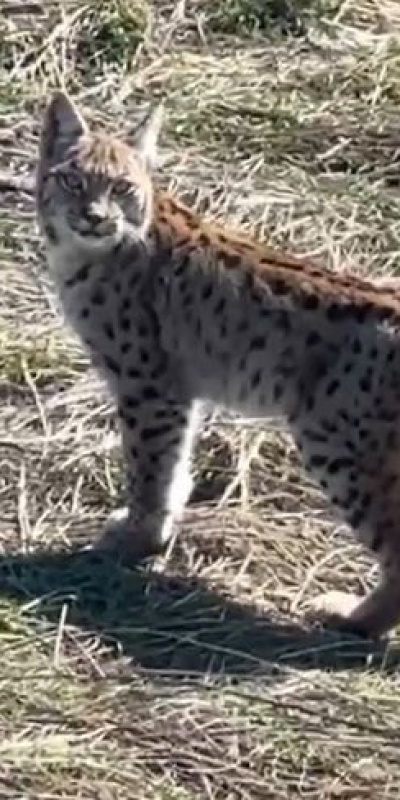 'Doğada nadir yaşanan bir an'