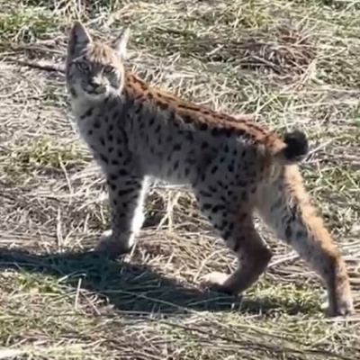 'Doğada nadir yaşanan bir an'