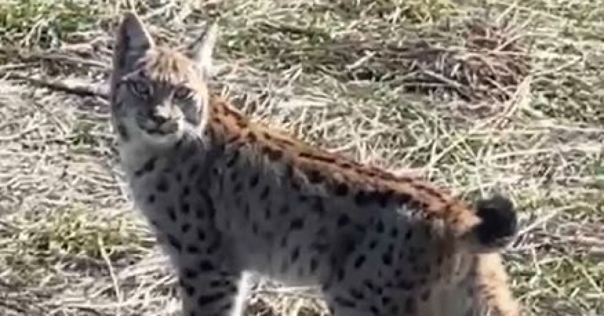 Sivas'da Ormanın Hayaleti Vaşak Çığlığı Kamerada