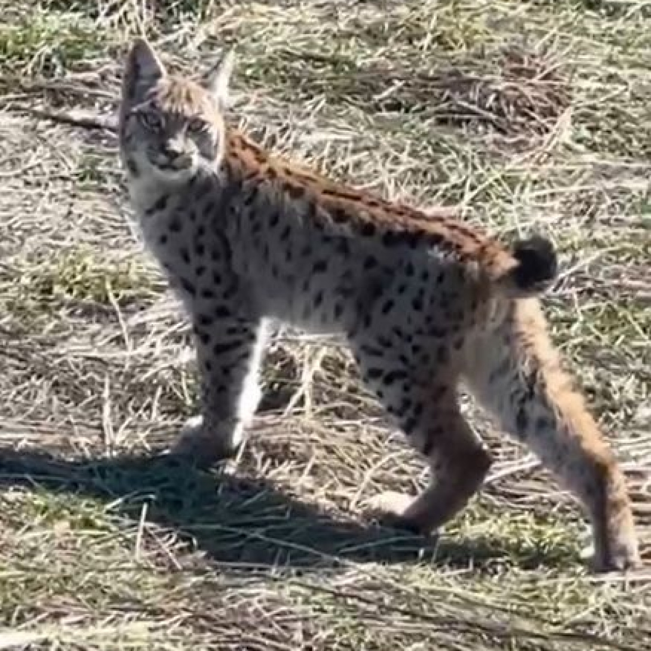 'Doğada nadir yaşanan bir an'