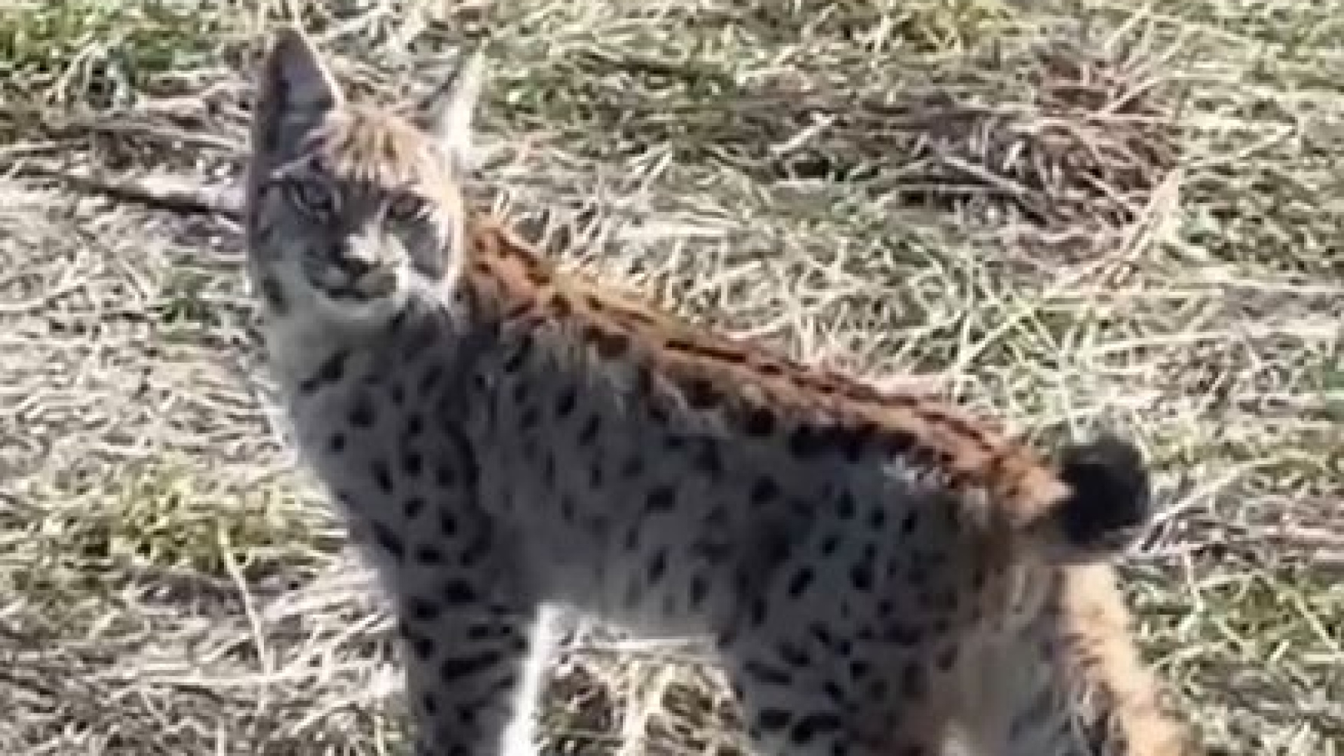 Ormanın hayaleti vaşağın çığlığı kamerada