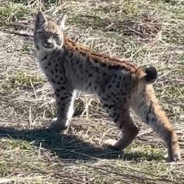 'Doğada nadir yaşanan bir an'
