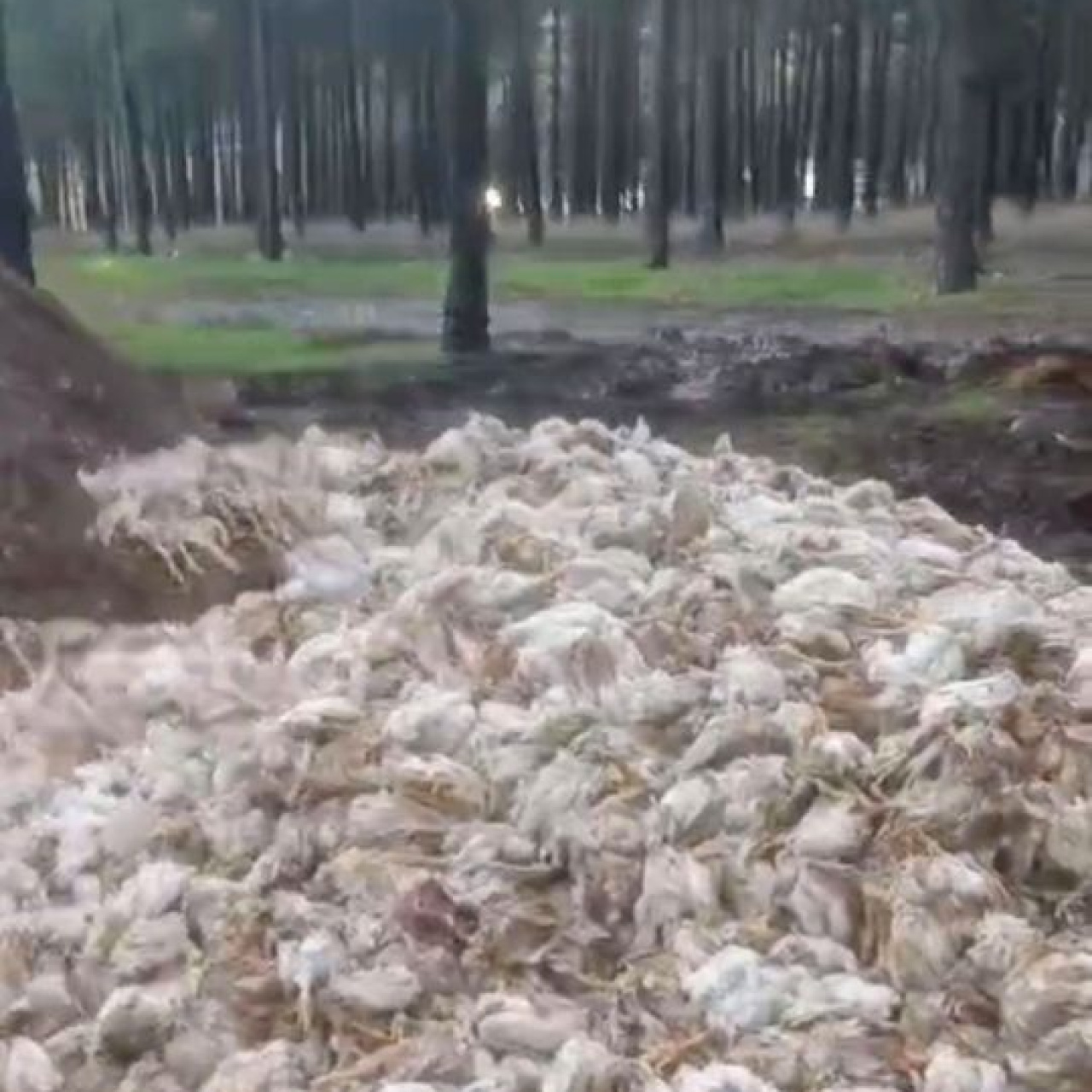 Ormana yüzlerce tavuk ölüsü attılar!