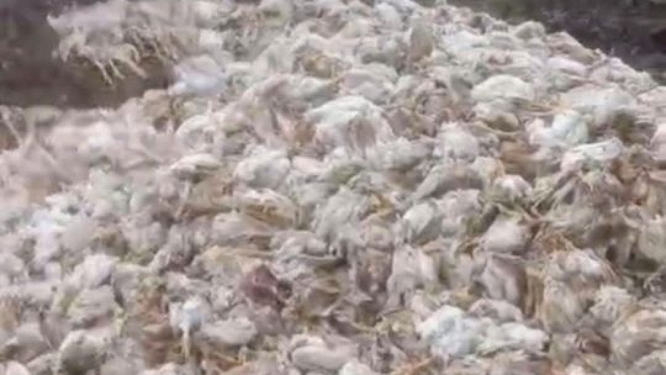 Ormana yüzlerce tavuk ölüsü attılar!