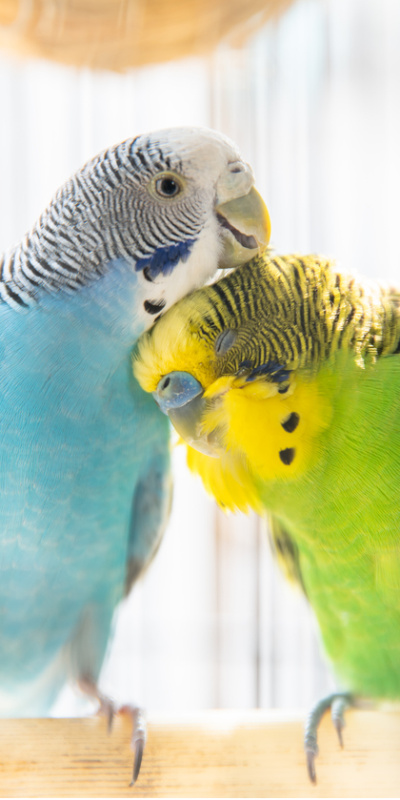 Muhabbet kuşlarının şaşırtan dünyası