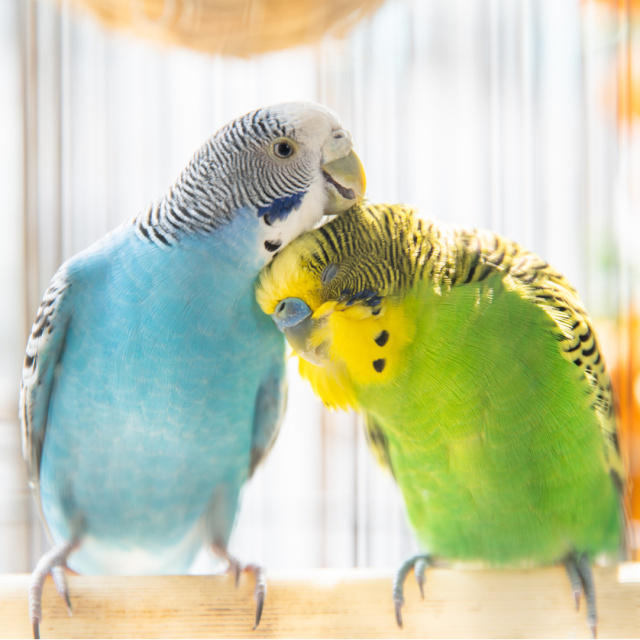 Muhabbet kuşlarının şaşırtan dünyası