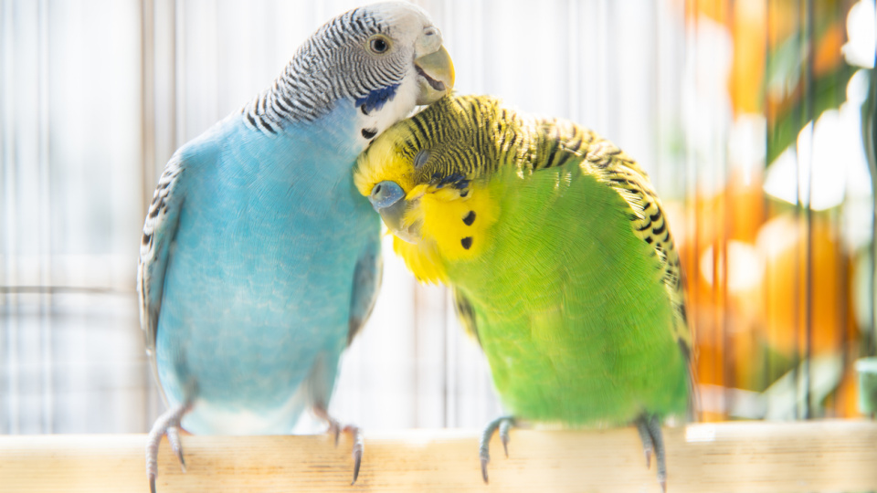 Muhabbet kuşlarının şaşırtan dünyası