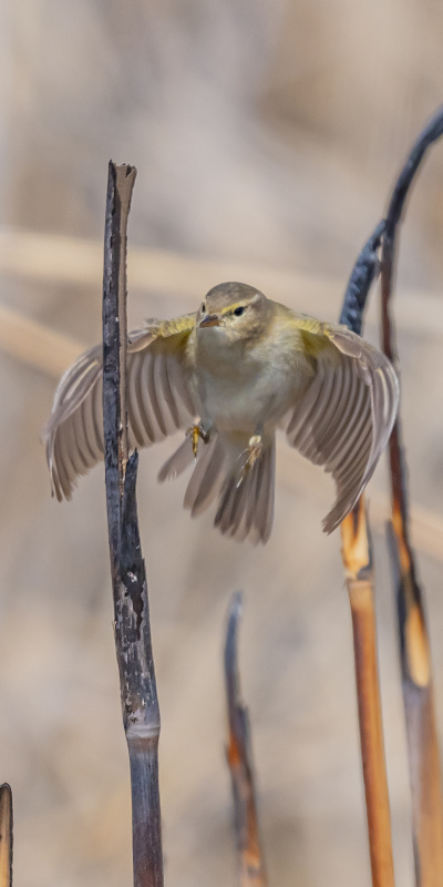 İskandinav yarımadasından Diyarbakır'a!