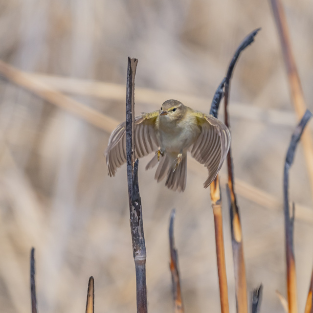 İskandinav yarımadasından Diyarbakır'a!