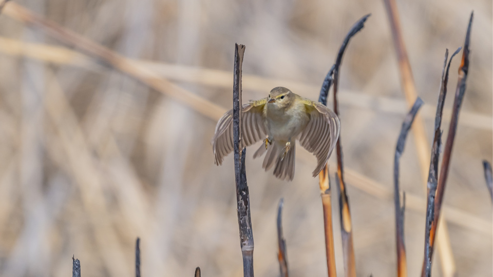 İskandinav yarımadasından Diyarbakır'a!