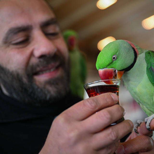 Yavruyken sahiplendiği papağanlarına gözü gibi bakıyor