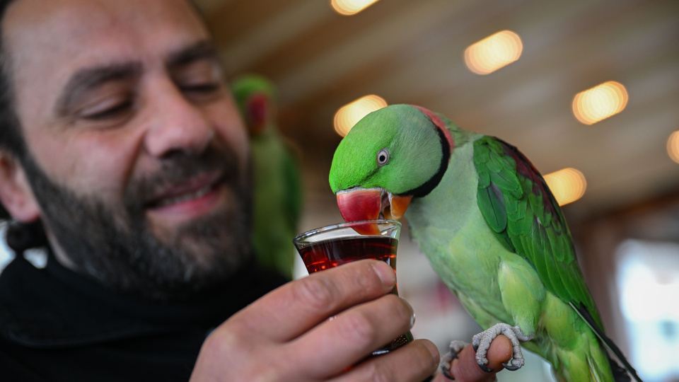Yavruyken sahiplendiği papağanlarına gözü gibi bakıyor