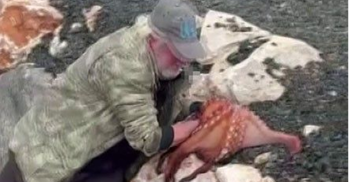 İzmir'de Balıkçı Dev Ahtapotu Elleriyle Yakaladı