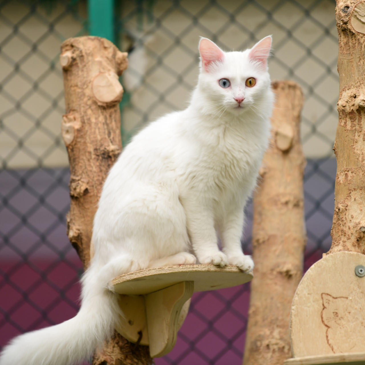 Van kedilerinde o kan grubu daha baskın!