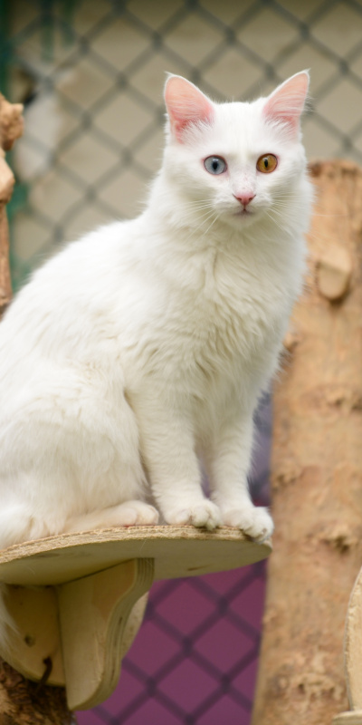 Van kedilerinde o kan grubu daha baskın!