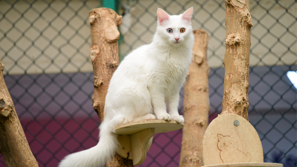 Van kedilerinde o kan grubu daha baskın!