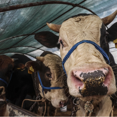 Kurban Bayramı ne zaman?