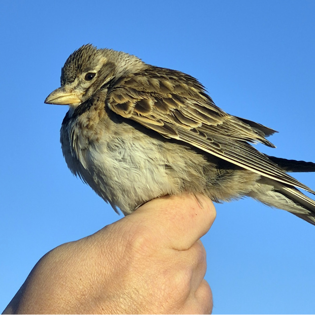 Aras'ta halkalanan kuş türü sayısı 207'ye yükseldi