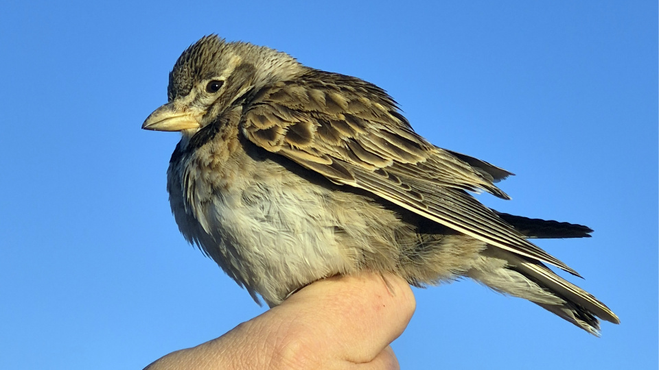 Aras'ta halkalanan kuş türü sayısı 207'ye yükseldi