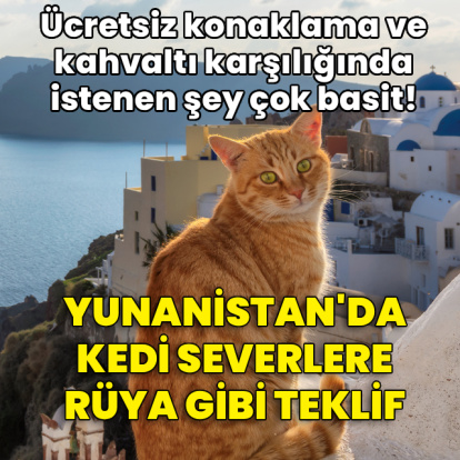 Yunanistan'dan kedi severlere rüya gibi teklif