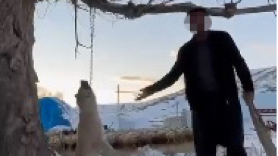 Köpeğini asıp öldürdü