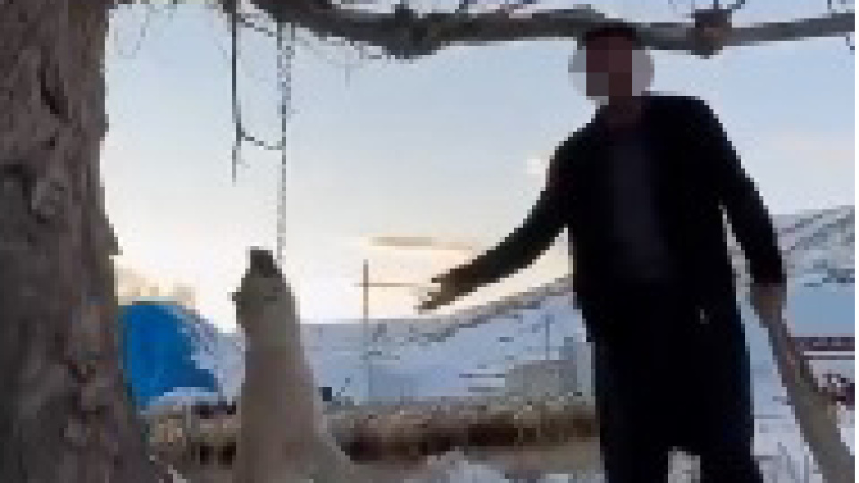 Köpeğini asıp öldürdü