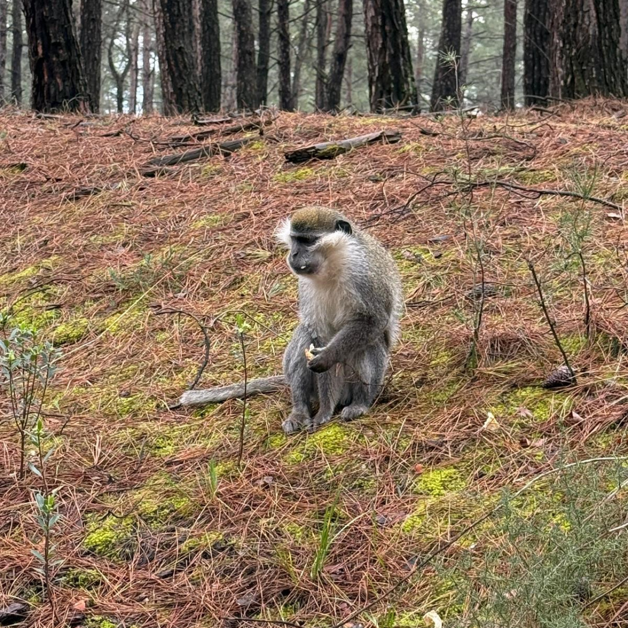 Ormanda mantar ararken maymun buldu