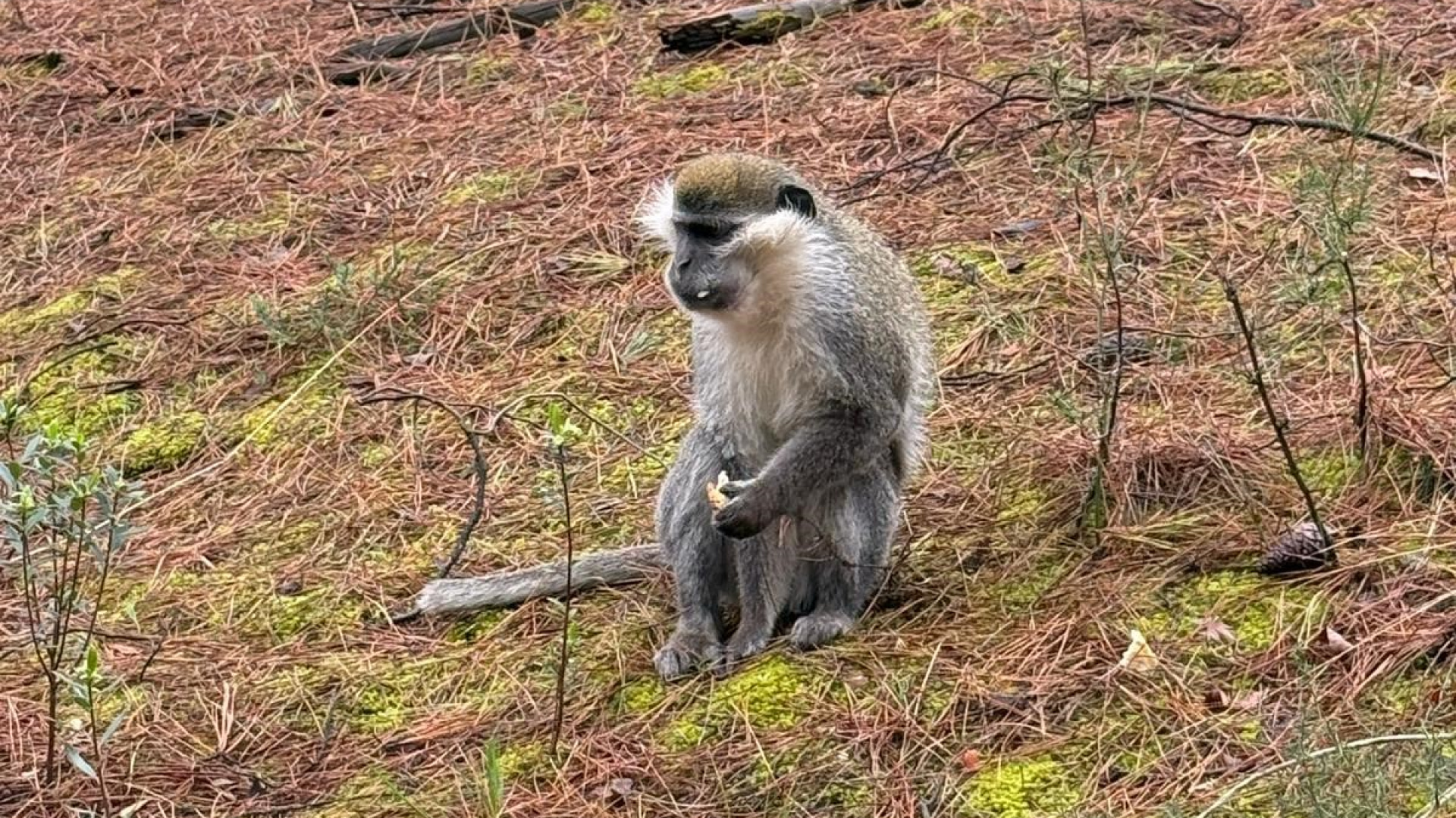 Ormanda mantar ararken maymun buldu