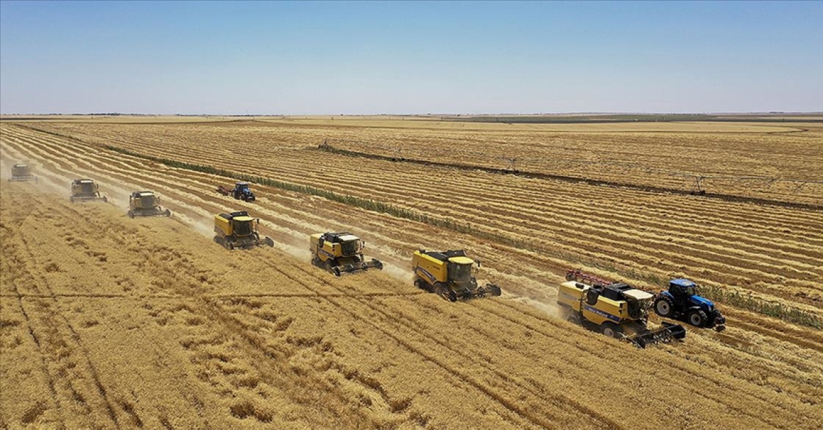 TMO Hububat Satış Politikası Belirledi - Piyasa İstikrarı Hedefliyor