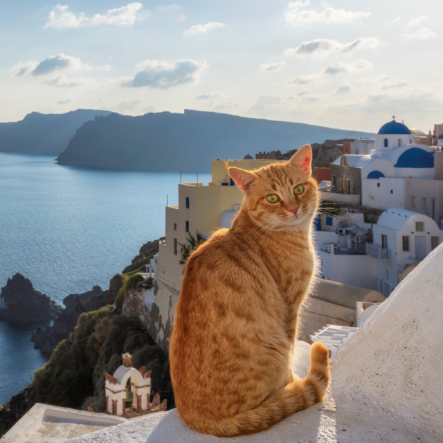 Yunanistan'dan kedi severlere rüya gibi teklif