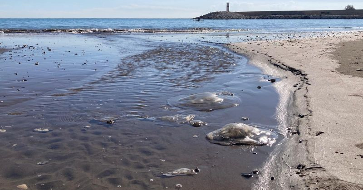 Mersin'de Denizanası Yükselişi, Ekosistem ve Sağlık Riskleri
