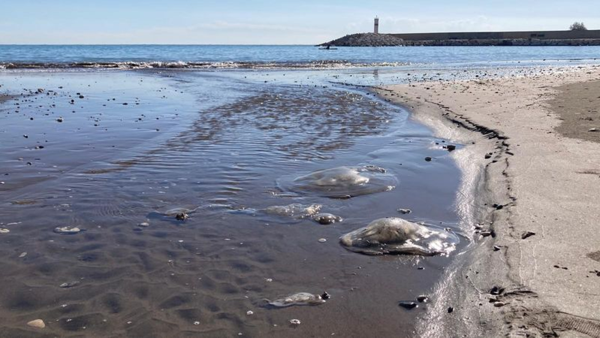 Sahile vurdular, uzmanı uyardı! | Son dakika haberleri