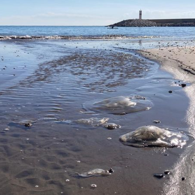 Sahile vurdular, uzmanı uyardı!