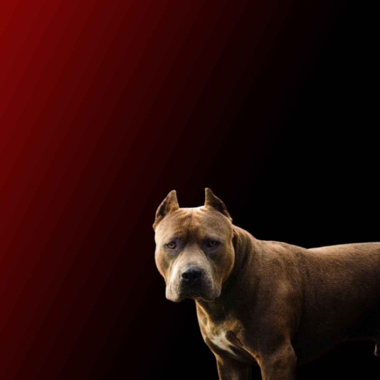 Savcıya köpekli saldırı! Şüpheli, “saldır, ısır” talimatı verdi 