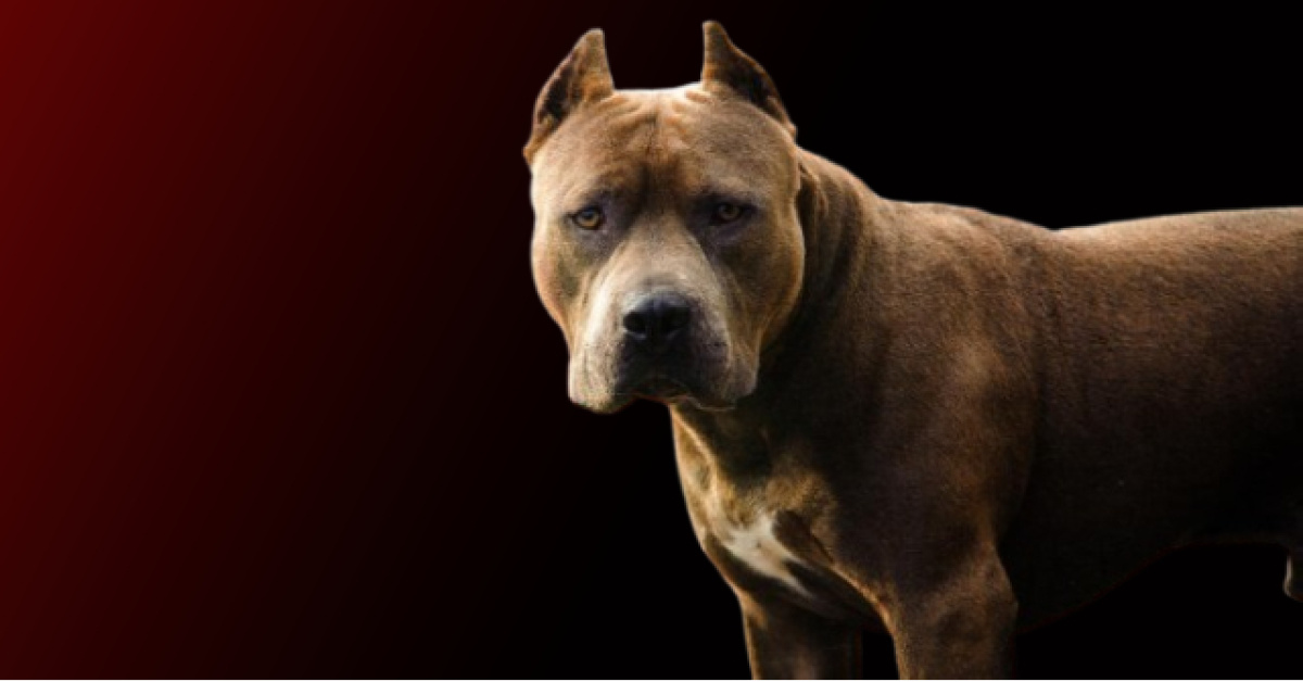 Ankara'dasavcıya köpek saldırdı!