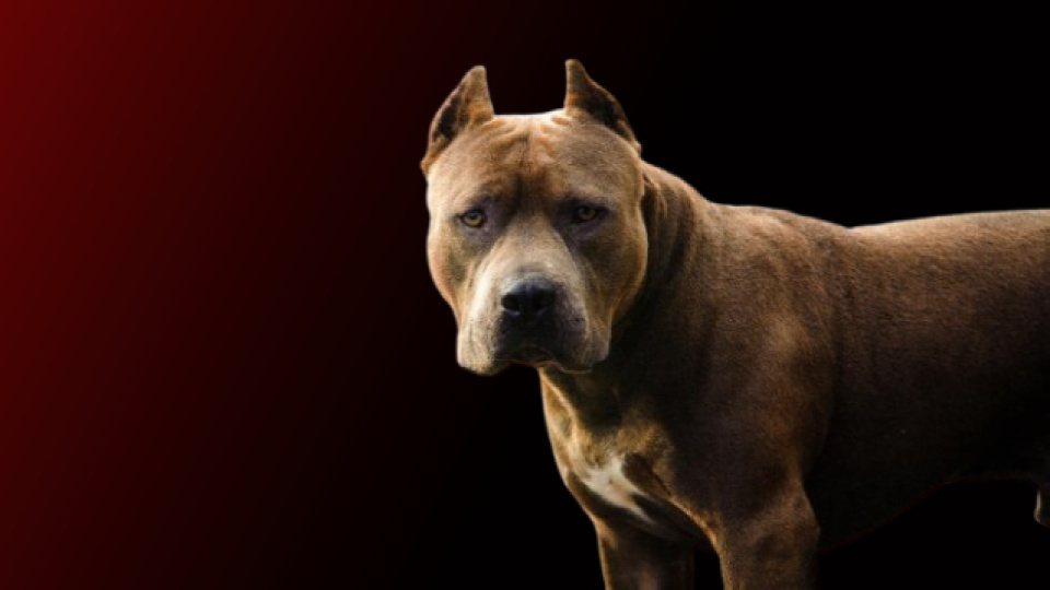 Savcıya köpekli saldırı! Şüpheli, "saldır, ısır" talimatı verdi