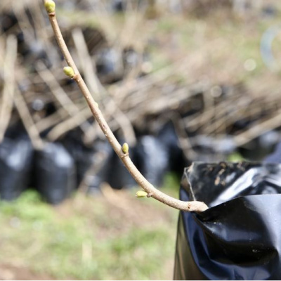 Giresun'da sertifikalı 3 bin fidan üretildi