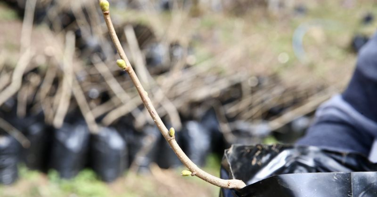Giresun'da Fındık Üretimi Artırıldı