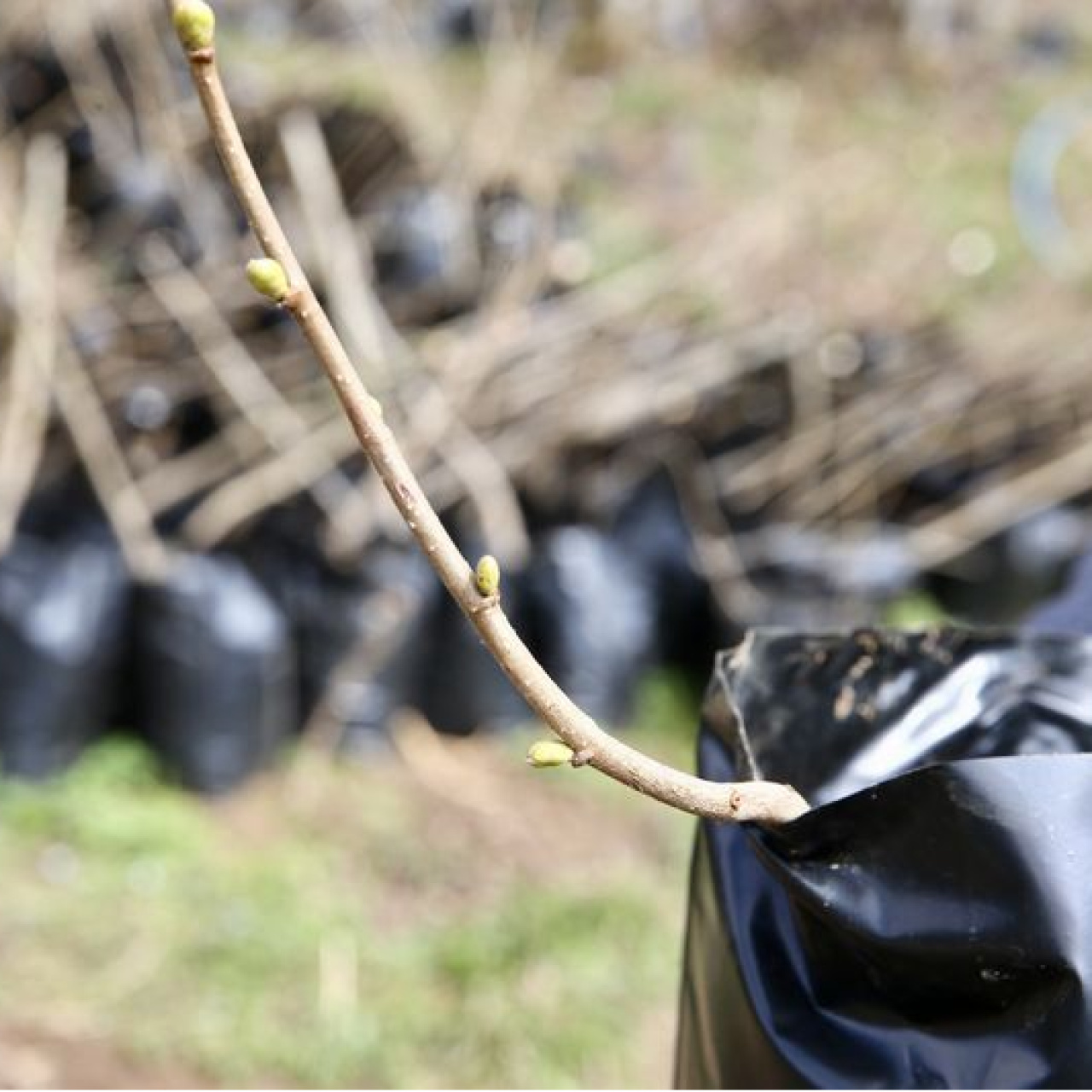 Giresun'da sertifikalı 3 bin fidan üretildi