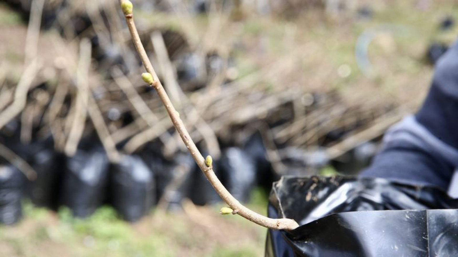 Giresun'da sertifikalı 3 bin fidan üretildi | Son dakika haberleri